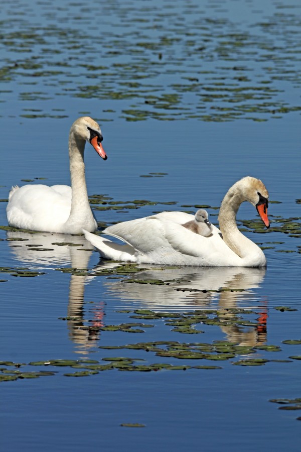 Hitching A Ride by Deb Oppermann